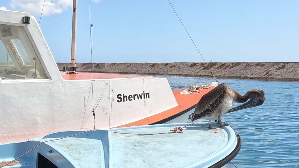 Ein Pelikan putzt sich auf einem Fischerboot neben dem schwimmenden Dock des Purunchi auf Curacao