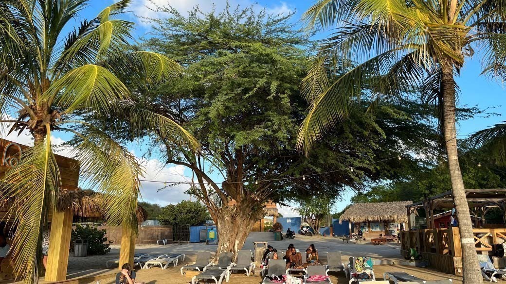 Blick in Richtung Ein-/Ausgang mit dem großen Divi Divi Baum in der Mitte des Kokomo Strands