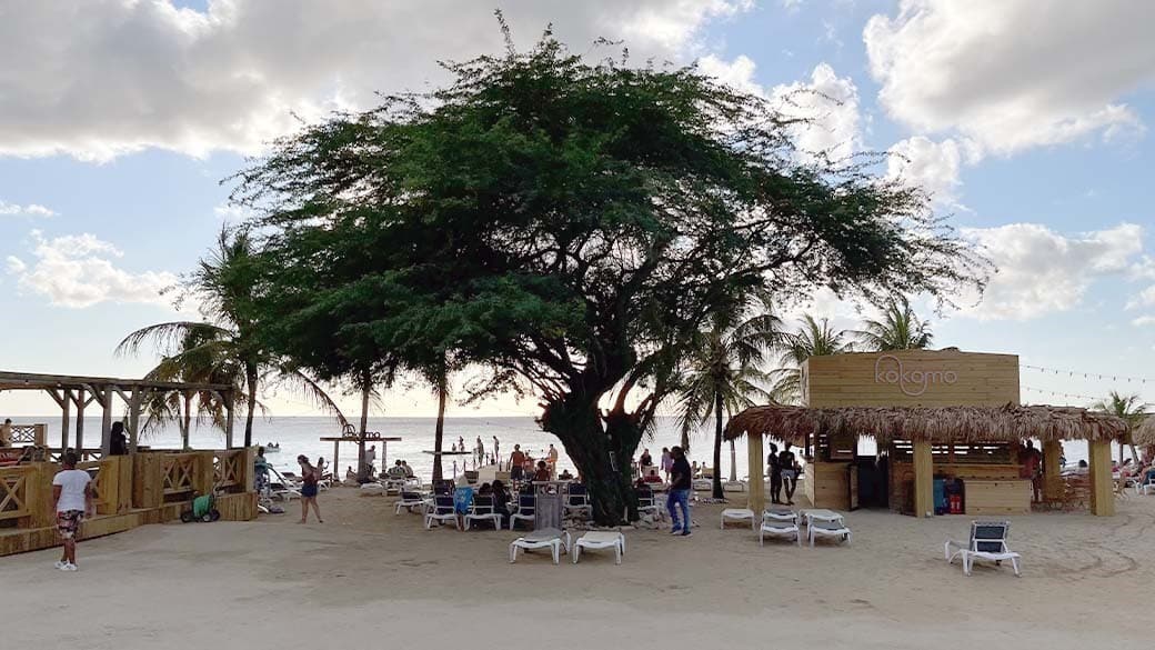 Blick vom Eingang auf den großen Divi Divi Baum am Kokomo Beach, links die Terrasse vom Restaurant, rechts die hölzerne Strand Bar