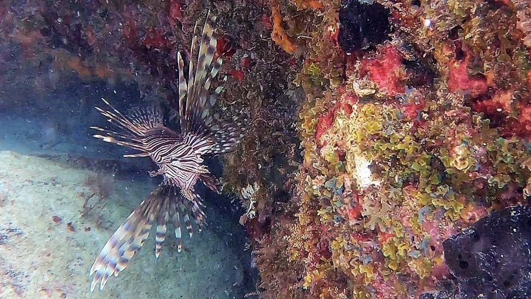 Lionfisch vor bunten Korallen schwimmt schräg von vorne auf einen zu