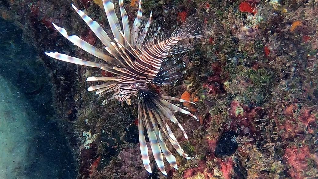 Rotfeuerfisch vor bunten Korallen mit gespreizten Flossen