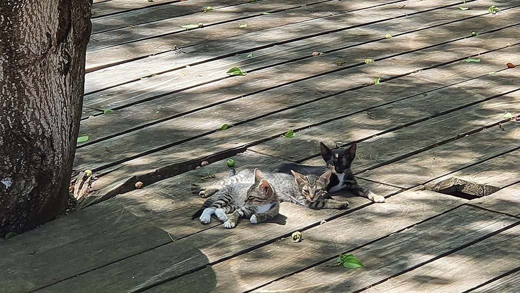 Drei Katzenkinder liegen im Schatten eines Manzanilla Baums - um sie herum Blätter und Fallobst