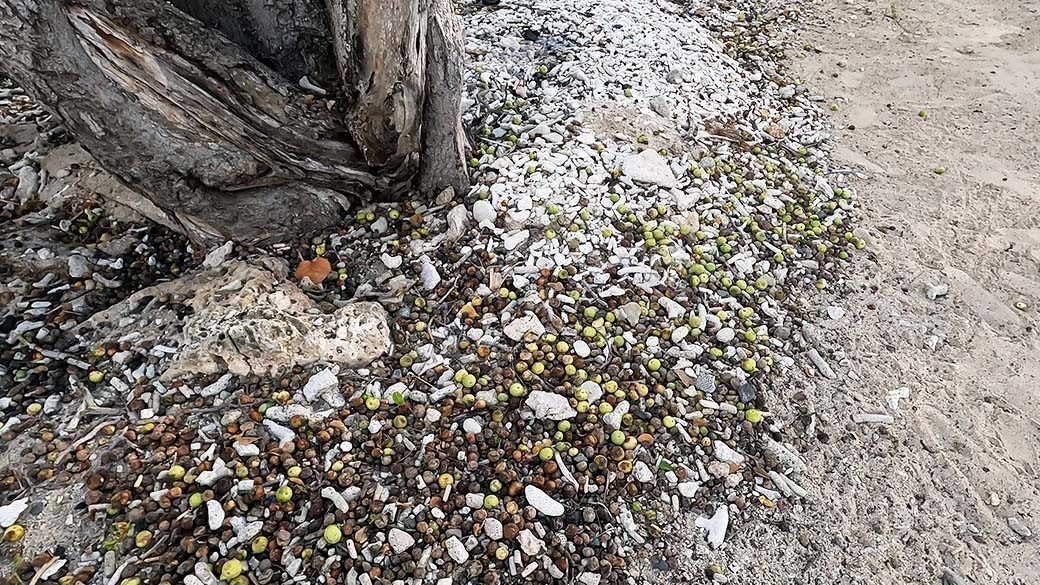 Blick auf das Fallobst neben dem Stamm eines Manzanilla Baums am Playa Lagun auf Curacao - die giftigen Früchte sehen aus wie Äpfel