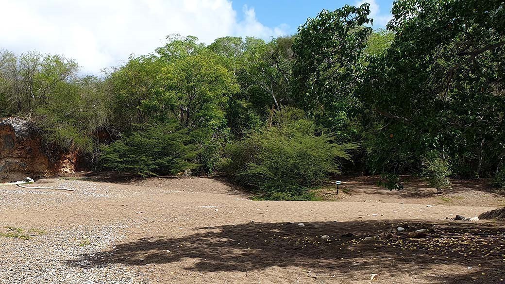 Fallobst von Manchineel Bäumen am Black Sand Beach Playa Santu Pretu bei Santa Cruz auf Curacao