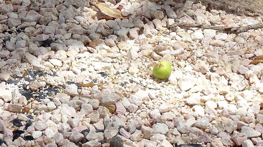 Die apfelähnliche grüne Frucht des Manzanilla Baums, der auch Strandapfel genannt wird