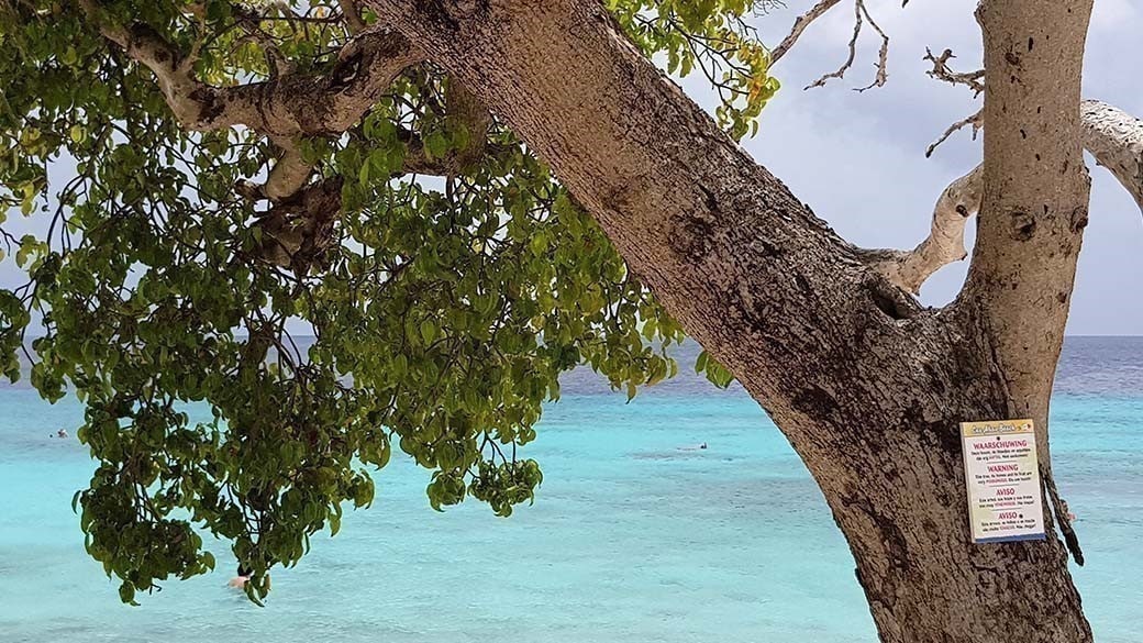 Strandeigene Hinweistafel am Stamm eines Manzanillo-Baums direkt am Ufer des Cas Abao Beach auf Curacao