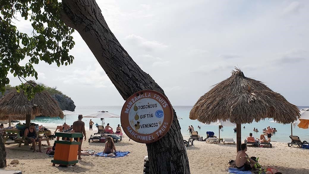 Warnung vor den giftigen Früchten des Manchineel Baums am kleinen Knip Strand