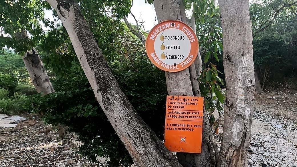 Warn- und Hinweisschilder an einem Manzanillo-Baum am Lagun Strand