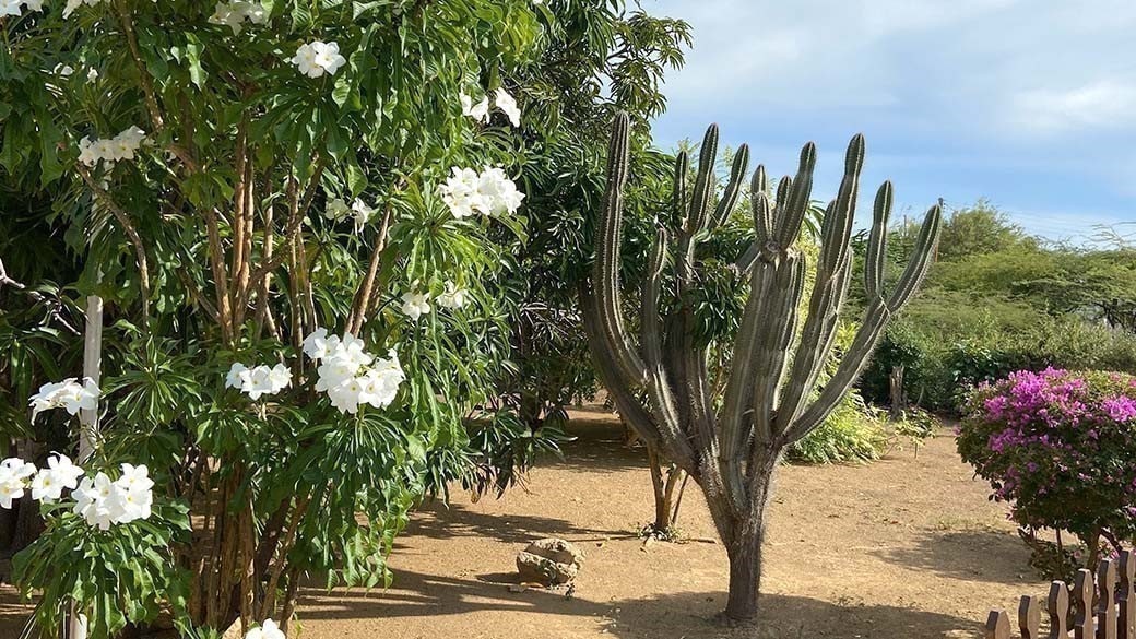 Ein Kadushi Kaktus mit geernteten Armen solitär in einem Garten mit blühenden Büschen