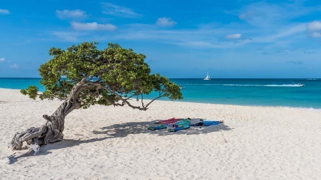 Bild von wirestock auf Freepik mit dem weltweit berühmtesten Divi Divi Baum im weißen Sand des Eagle Beach auf Aruba