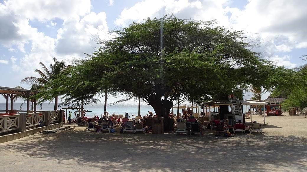Der Divi Divi Baum in der Mitte des Kokomo Beach auf Curacao - Sonnendach und Schattenspender